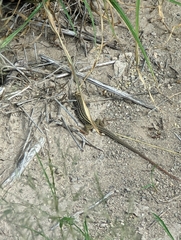 Aspidoscelis tesselatus