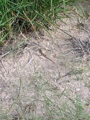 Aspidoscelis tesselatus