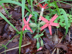 Silene virginica