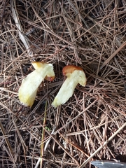 Suillus mediterraneensis