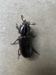 Aulacocyclus edentulus