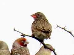 Quelea quelea lathamii