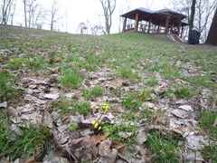 Gymnospermium odessanum