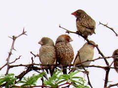 Quelea quelea lathamii