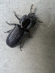 Aulacocyclus edentulus