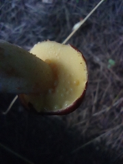 Suillus mediterraneensis