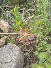 Euphorbia cuphosperma