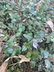 Trachelospermum