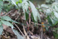Odontochilus brevistylis