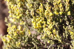 Aspalathus ericifolia