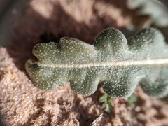 Mentzelia multiflora