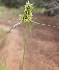 Cyperus esculentus
