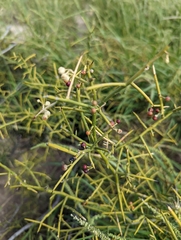 Koeberlinia spinosa