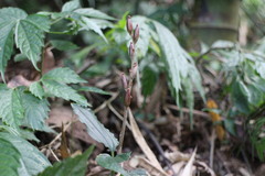 Odontochilus brevistylis