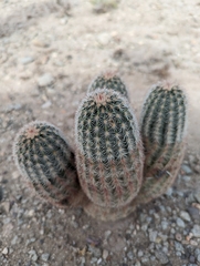 Echinocereus