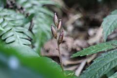 Odontochilus brevistylis
