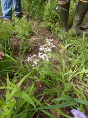 Penstemon arkansanus