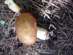Suillus mediterraneensis