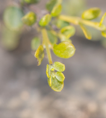 Euploca nigricans image