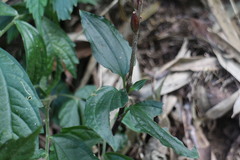 Odontochilus brevistylis