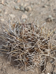 Coryphantha robustispina scheeri