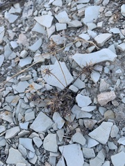 Ceratocephala testiculata