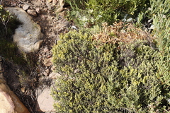 Aspalathus ericifolia