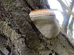 Inocutis tamaricis