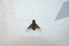 Paravilla separata