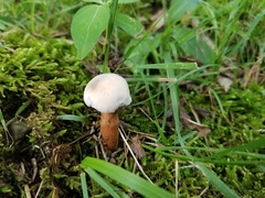 Hypomyces chlorinigenus