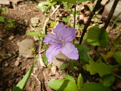 Ruellia pedunculata