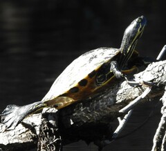 Pseudemys floridana