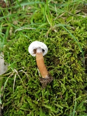 Hypomyces chlorinigenus