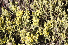 Aspalathus ericifolia