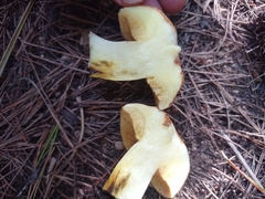 Suillus mediterraneensis