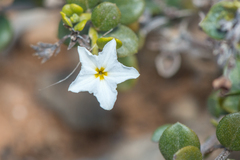 Euploca nigricans image