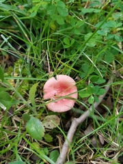 Russula subtilis