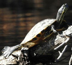 Pseudemys floridana