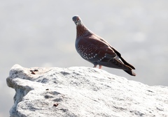 Columba guinea phaeonota