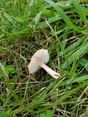 Russula subtilis