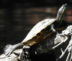 Pseudemys floridana