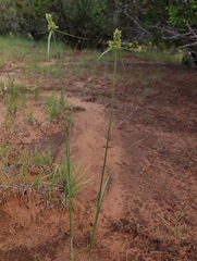 Cyperus esculentus