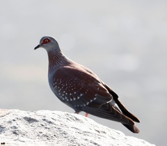 Columba guinea phaeonota