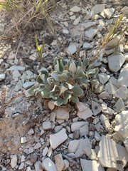 Chamaechaenactis scaposa