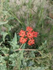 Nyctaginia capitata
