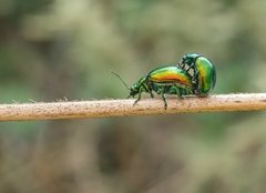 Chrysolina graminis