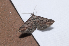 Chrysolarentia severata