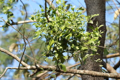 Viscum ovalifolium