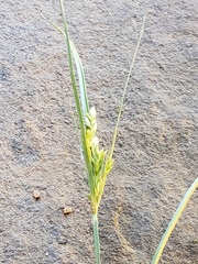 Cyperus esculentus