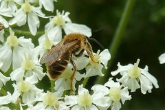 Andrena labialis